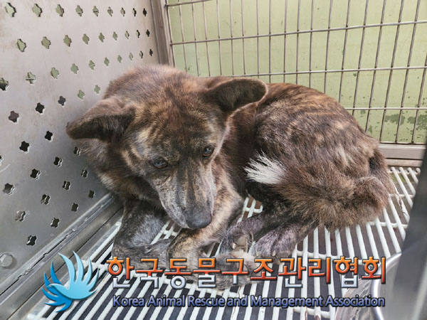 한국동물구조관리협회_441560202301624